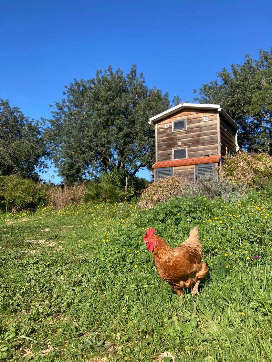 Tiny House Eco Estevais